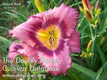 Daylily Hand in Hand